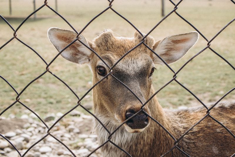 Deer Fence Installation in Roseville, CA