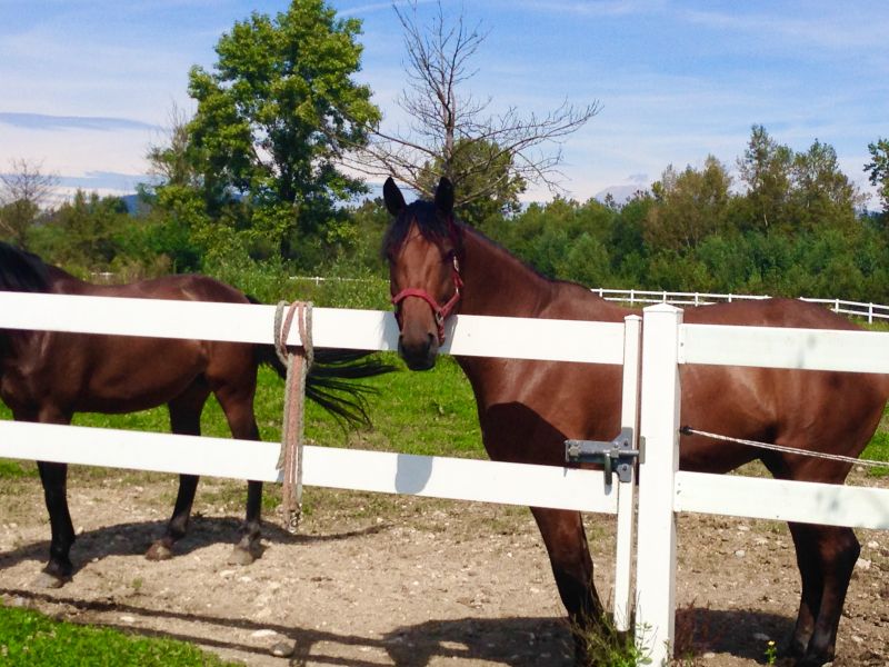 Horse Paddock Installation in Sacramento, CA